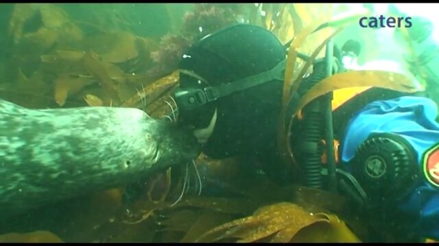 �����饷�äƤ���ʤ˲����Τ��������С��ȥ����㥤���㤷�ޤ��륢���饷���������İ���