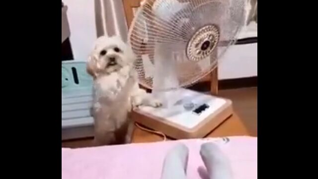 飼い主の顔を伺いながら、涼風を奪う犬