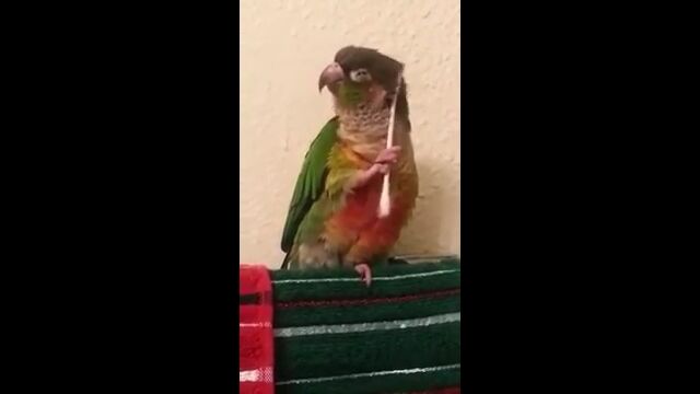 オシャレかわいい。綿棒を使って身だしなみを整えるインコのロキくん