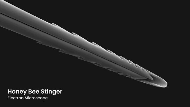 体から千切れた毒針が毒を注入し続ける、ミツバチの身体構造が凄い