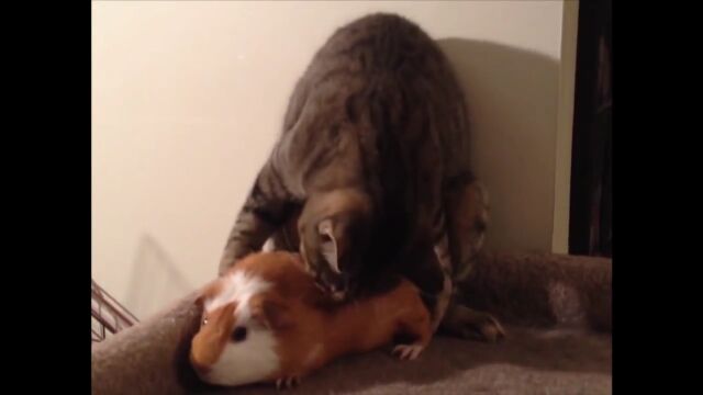 どいて欲しいけどどうにもならない……。居座るモルモットにイライラを隠せない猫