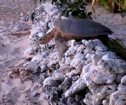 ���Ȥϵ��β��֤����ԤĤΤߡ��Ҥä����֤äƤ��ޤä������������