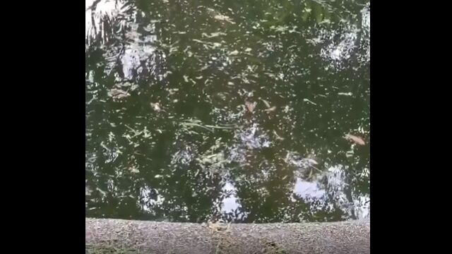「濁った水には近づくな」を強く理解できる映像