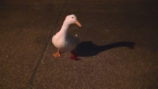 生まれながらに左足に障害を持つアヒルのバターカップくん、3Dプリンターで義足を得て元気に走り回る