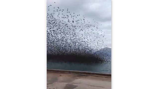 ギリシャで撮影された、空を覆うムクドリの群れ。あまりの数に圧倒されてしまう