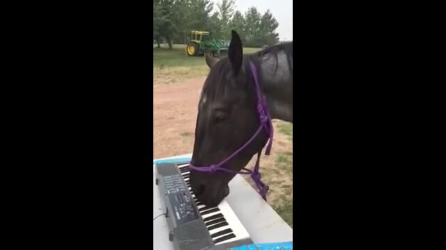 なかなか前衛的。馬がクチビルで弾く、新ジャンルのキーボード演奏