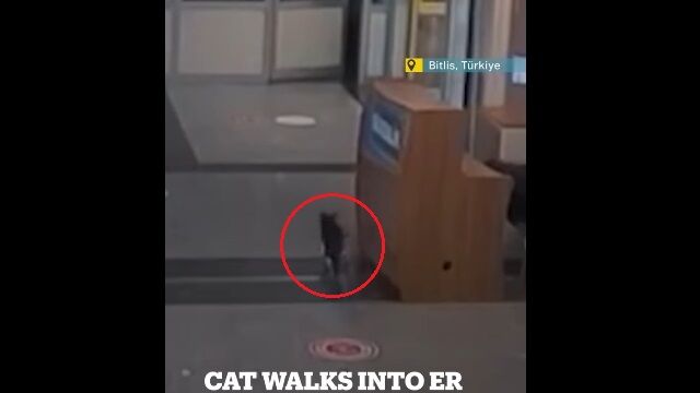 足を骨折した猫、自らの足で救急外来を訪れ、治療を受ける