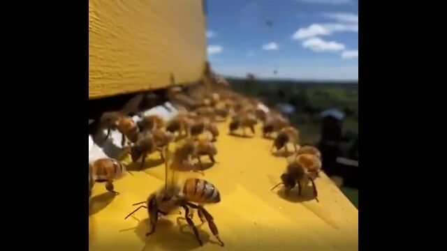 暑い日に巣穴の入り口に並び、扇風機がわりとなるミツバチ