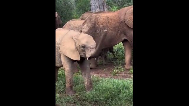 ゾウの赤ちゃん、鼻をプロペラみたいにぐるぐる振り回す遊びに夢中