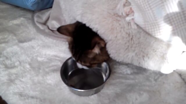 ����ʴ�������˥����Ĥ���Ф��ʤ��Τ�ǭ��Ʊ��