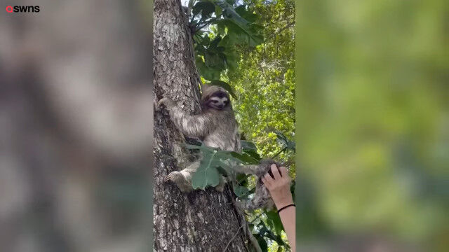 保護された赤ちゃんナマケモノとお母さんの再会