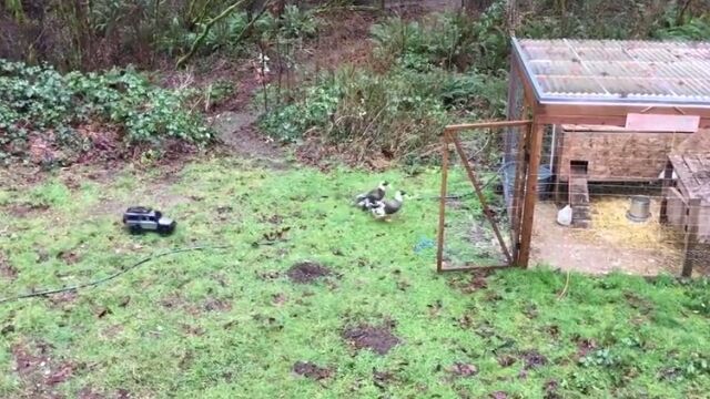 牧羊犬ならぬ牧鴨ラジコンカーで鴨たちを小屋へ誘導