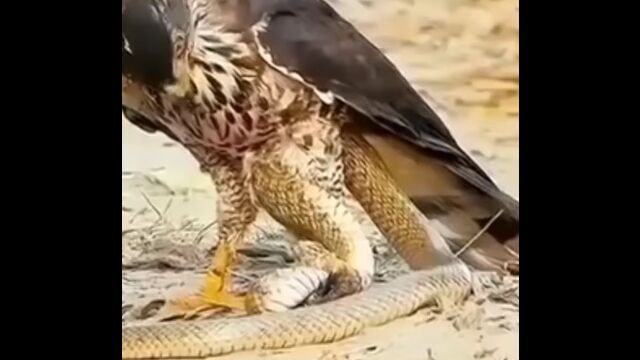 鷹のカギヅメにガッチリ掴まれ絶体絶命のヘビ、見事な逆転劇を見せる