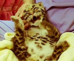 ��ڤ򥵥掠�蘆����­�򿶤äƴ�֡�����������ɿ���֤����