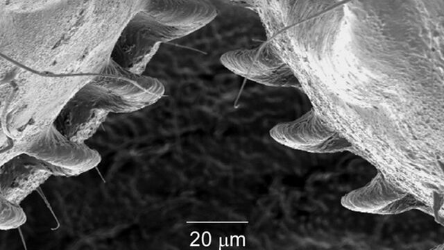 体に歯車の構造を持つ生物が発見される!若いウンカ類の後足でジャンプを補佐、英ケンブリッジ大学が発表