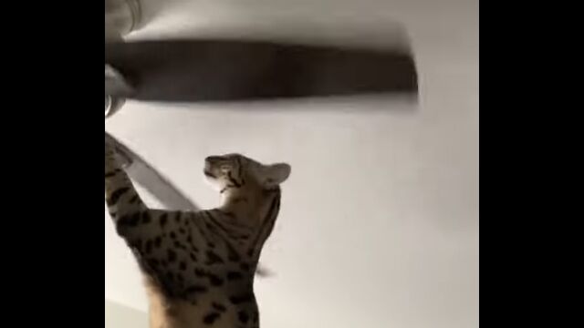 ��ž���륷����󥰥ե����Ƭ�򥴥ĥ��Ĥ֤Ĥ���ڤ��ߤ�Ф��Ƥ��ޤä������Х뤵��