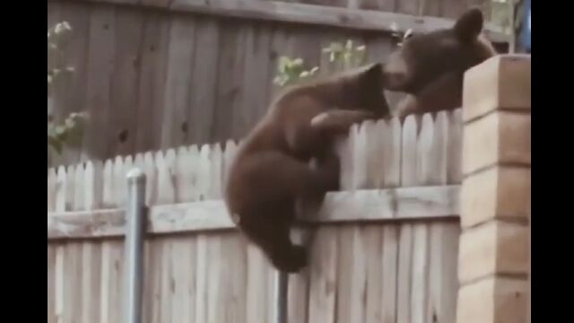 子グマも結構、面の皮が厚い