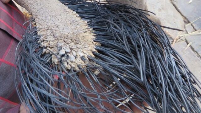 至近距離で見たゾウの尻尾が、思ってたのとなんか違う