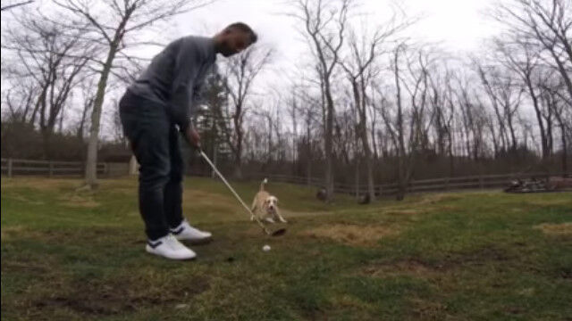 ゴルフ好きの飼い主も、ボール好きの犬も嬉しい関係