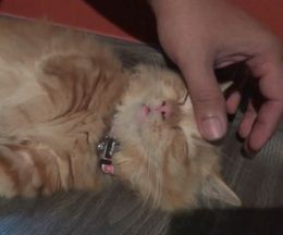 ナデナデされてウットリしながら寝ちゃう猫