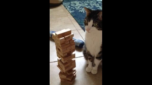 飼い主と一緒にジェンガで遊ぶ猫