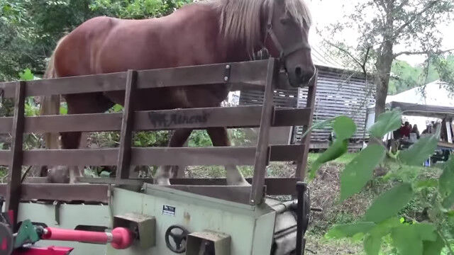これも一馬力?馬が歩く力を利用した薪割り機