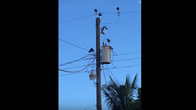 電信柱の設備が気になって突っついた鳥が感電してしまうアクシデント