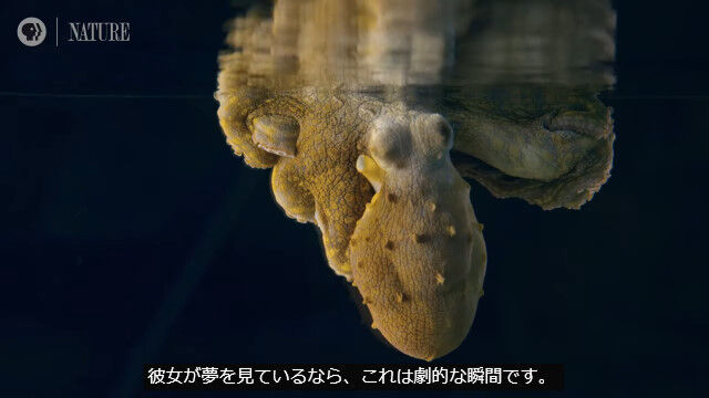 人間が寝返りをうつように、夢を見ながら体の色を変えるタコ