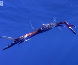足をジタバタ、カニにしては泳ぎが上手なカニ