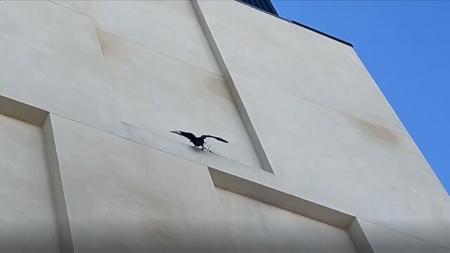 鳥よけのトゲトゲを撤去するカラス。さすがに賢すぎる
