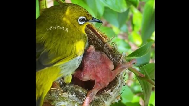 托卵がバレたカッコウの雛、メジロの親鳥に排除される