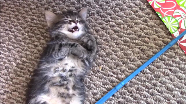 ��ǭ�ΥХåƥ꡼���ڤ��ִ֡�������ư���Ƥ����Ȼפä���ġ�