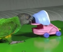 �Ҽ��򤹤�ͥ��ߥ�����ϥͥʥ�����