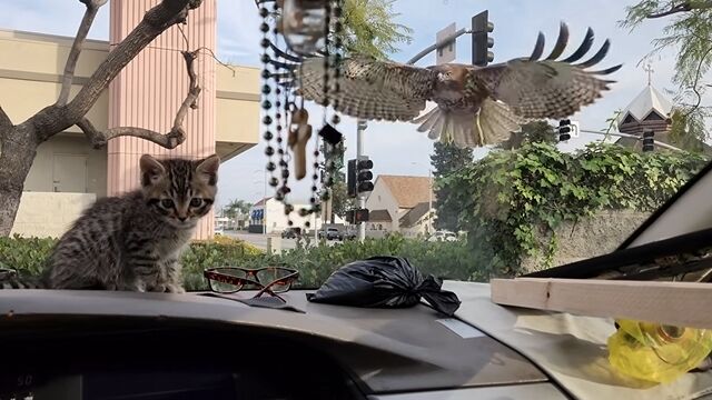 ǭä褷롢ƩʥХꥢˤޤ