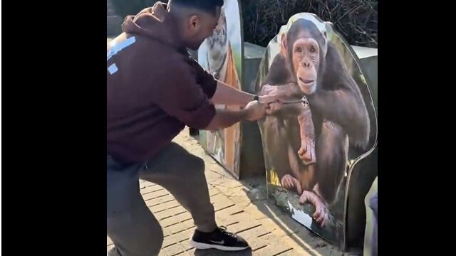 動物たちの力の強さを体感できる、コルチェスター動物園の綱引き展示
