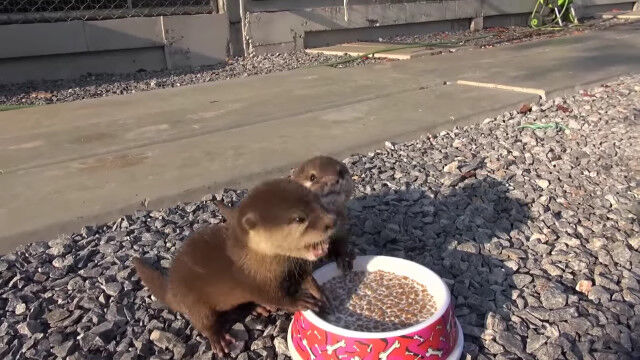 エサを食べながらも可愛く鳴く、保護された2匹の赤ちゃんカワウソ