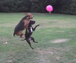 ������Ĥ���Ф���ʤ˳ڤ������Ȥ������綽ʳ�θ�2ɤ