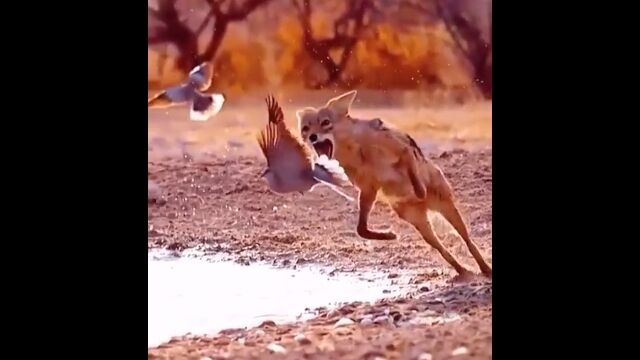 ���դ�Ļ�˰쵤�˶��ꡢ���������륳�衼��