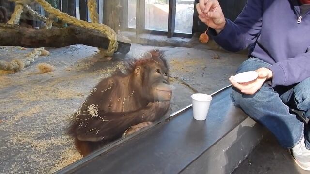 リアクション良すぎ!オランウータンに手品を見せてみたところ……