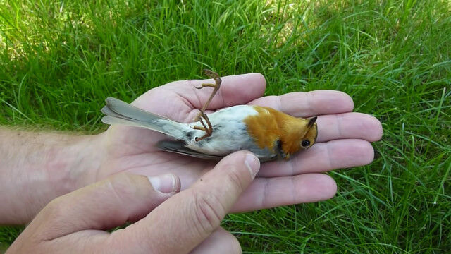 ��ΤҤ�ξ�ǻ����դꡣ�����ư��Ȥ�衼���åѥ��ޥɥ�