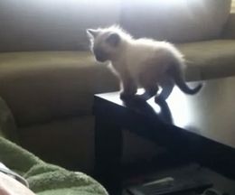 �ơ��֥�θ���˼��Ĥ��줿��ǭ�Ρ��¤ä����Υ�����