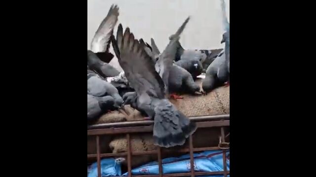 Υȥåβ椫Ƥåȷη졡