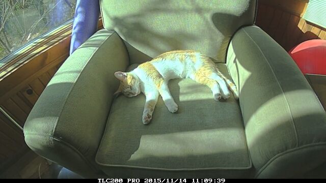 長い長い猫のお昼寝タイムを固定カメラで撮影。早回しにした映像が可愛くも羨ましい
