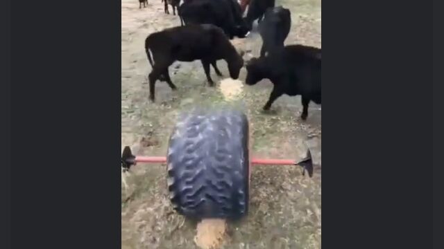 �����ŷ�͡��礭�ʸť���������Ѥ��������ֳ֤˥����򻵤�����