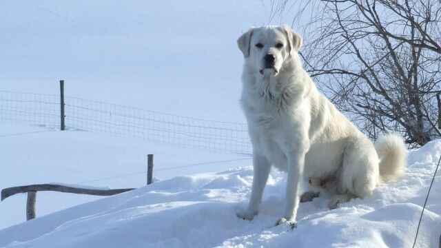雪の上を滑り降りる楽しさを知ってしまった犬