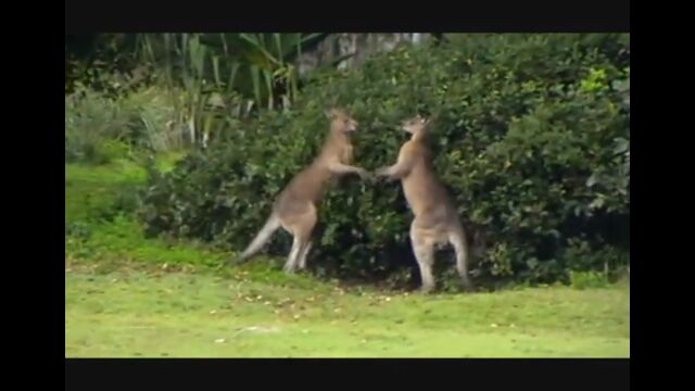 カンガルー怖すぎ。蹴り技だけじゃなく、絞め技も使える事が判明