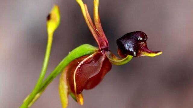 �ֶ����֥��ҥ�פΤ褦�ʷ��򤷤��������ȥ�ꥢ�����������ˤɤ����Ƥ⥢�ҥ뤬��������Ǥ��������