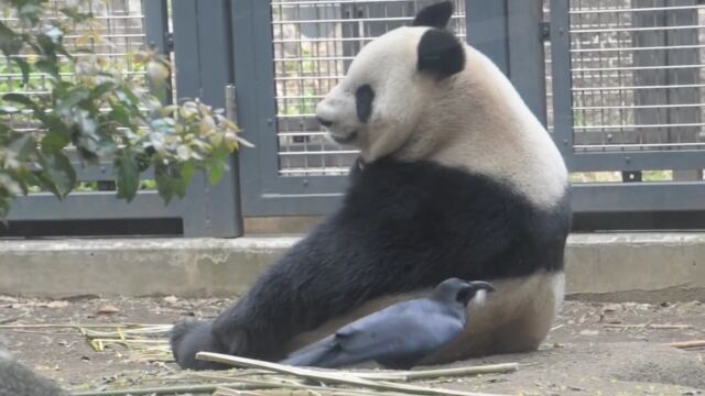 巣の材料ゲットだぜ!パンダの体毛をついばみ抜きまくるカラスの図太さが凄い