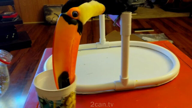 生まれて初めて炭酸水を飲んだオニオオハシの反応