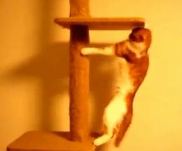 �ݤ��ä��Ρ������������饭��åȥ����ߤ��ǭ